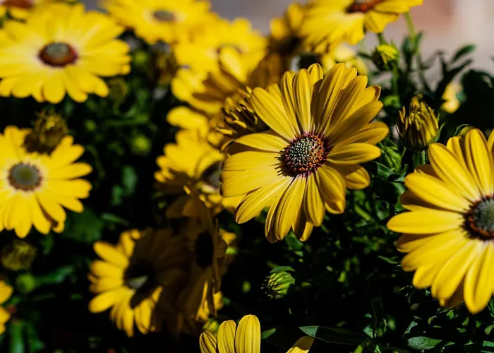 Apartament Casa Nilla